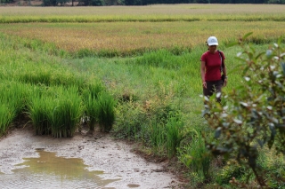 Looking for evidence of otters in the vibrant green rice paddies of Langkawi