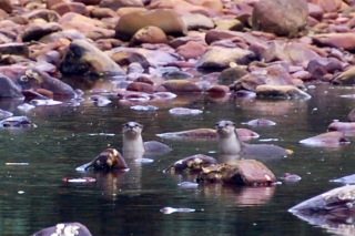 Oriental small-clawed otters, a-looking at us. If you've seen otters in a zoo, chances are good it was these fellas