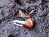 Fiddler crab