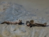 Mudskippers
