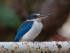 Collared kingfisher