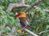 Brown-winged kingfisher