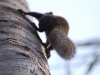 Sunda squirrel