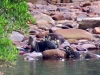 Small-clawed otters