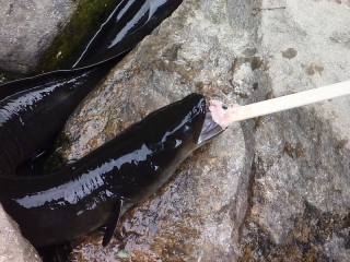 Some find them cuddly, others find them repulsive. What am I saying? Everyone finds eels repulsive, but some of us also find them fascinating