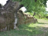 Antigonea