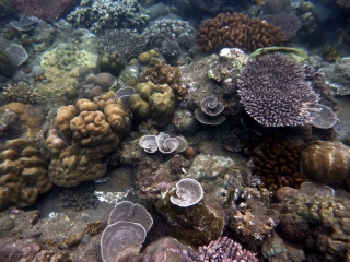 Gardens of coral in all shapes and sizes. All colours too, though I've found that these can't properly be captured with the compact camera we have