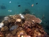 Behold the coral gardens of the Amed coast
