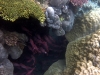 With an air tank instead of a snorkel there would be even more cool stuff to find, no doubt