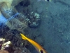 Vivid fishies everywhere. You can also see a bit of colourful crap here as well - alas, there was a fair scattering of this among the coral
