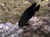 Grumpy fish is grumpy. Keep my waters clean!