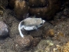 Our own personal favourite, the fatty cow fish