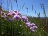Clifftop flowers