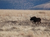 Black wildebeest