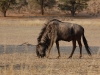 Blue wildebeest