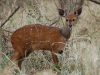 Bushbuck