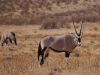 Oryx