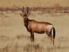 Red haartebeest