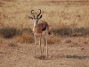 Springbok
