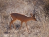 Steenbok
