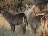 Waterbuck