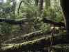 Nowhere else deserves the word \'primordial\' better than the wet forests of Fiordland
