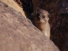 Dassie baby