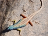 Augrabies flat lizard