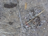 Otter spraint