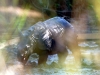Liddle rhino