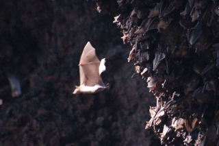 Quick, to the bat cave!