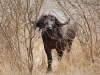 Buffalo