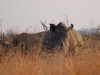 Rhino noses