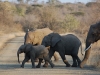 Elephants crossing
