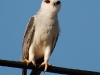 Black Shouldered Kite