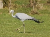 Blue Crane