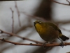 Cape White-eye