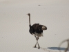 Ostrich