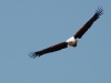 Fishing Eagle