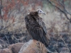 Hooded Vulture