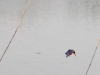 Malachite Kingfisher