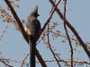 Mousebird