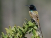 Orange-breasted Sunbird