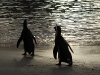 African Penguin