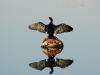 Reed Cormorant