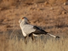 Secretary Bird