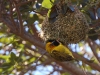 Masked Weaver