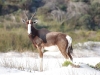 Bontebok