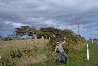 I thought these trees had been specially sculpted, like giant bonsai. But when I got out to have a closer look...