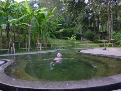 Some kind of pallid cave fish, swimming in the hot pools at Pong Dueat